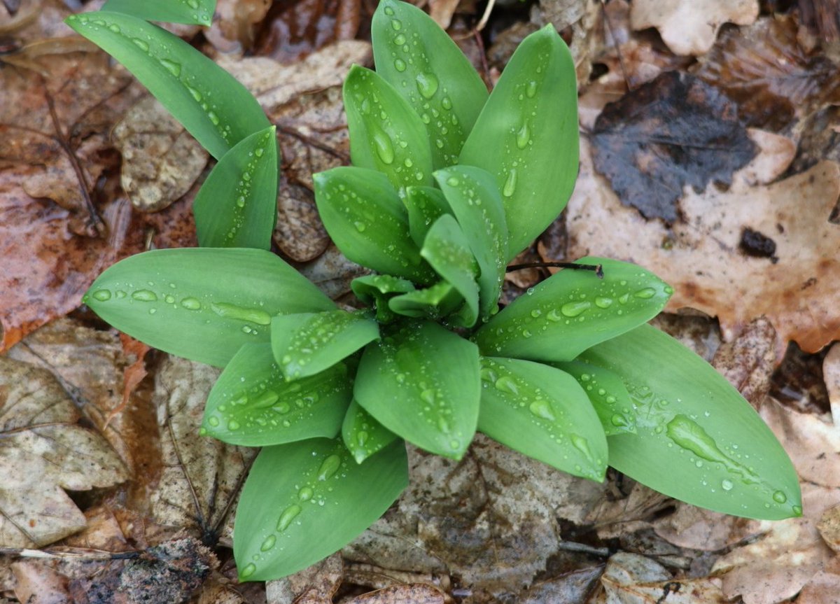 Magda Grzybiara tweet media