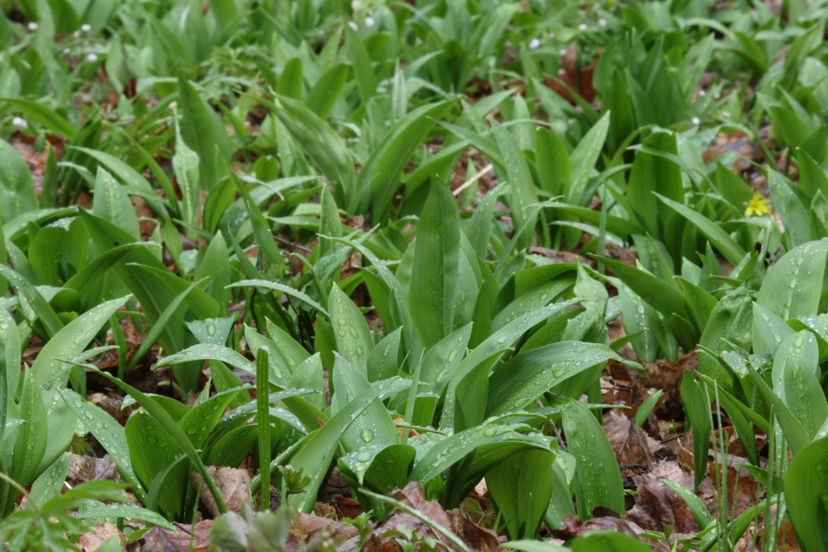 Magda Grzybiara tweet media