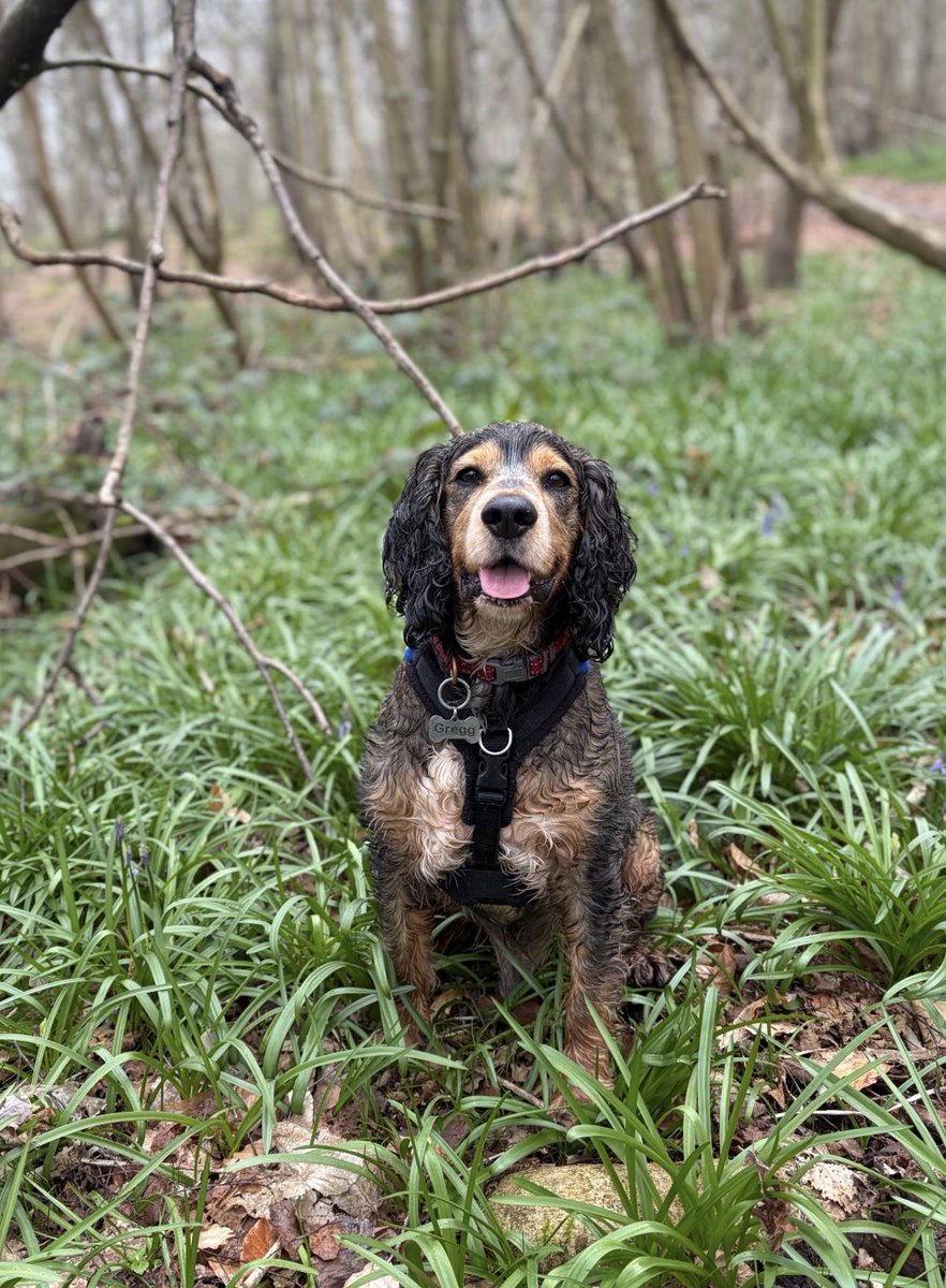 Reggie the Cocker 🐶 🐾👹 tweet media