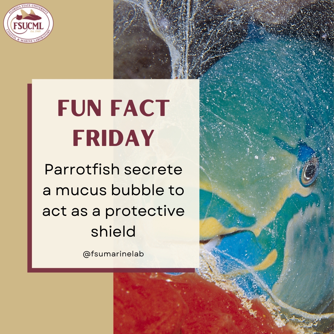 FSU Coastal & Marine Lab tweet media