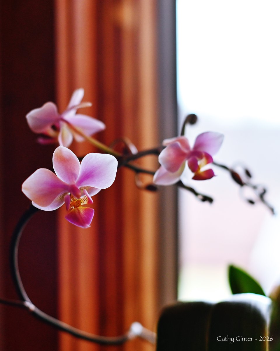 CathyGinter's tweet photo. It’s officially Spring in the Northern Hemisphere, and our Phalaenopsis Hebe Orchid is blooming again! Considered a “free-flowering" orchid with a compact growth, it is a welcome addition to our indoor garden ~
#Equinox #Flowers #Orchid #Photography #SignsOfSpring https://t.co/IWL9zxivAS