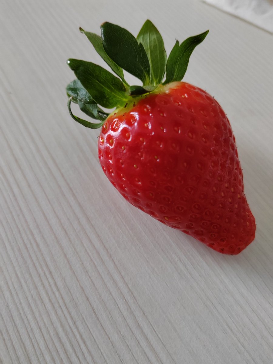 Porco Galliard 🐢 tweet media