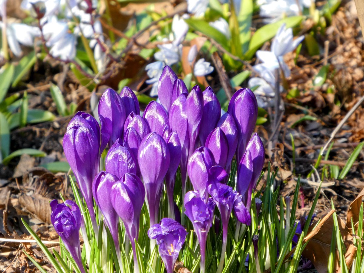 Ileen aka sixth year bird watcher tweet media