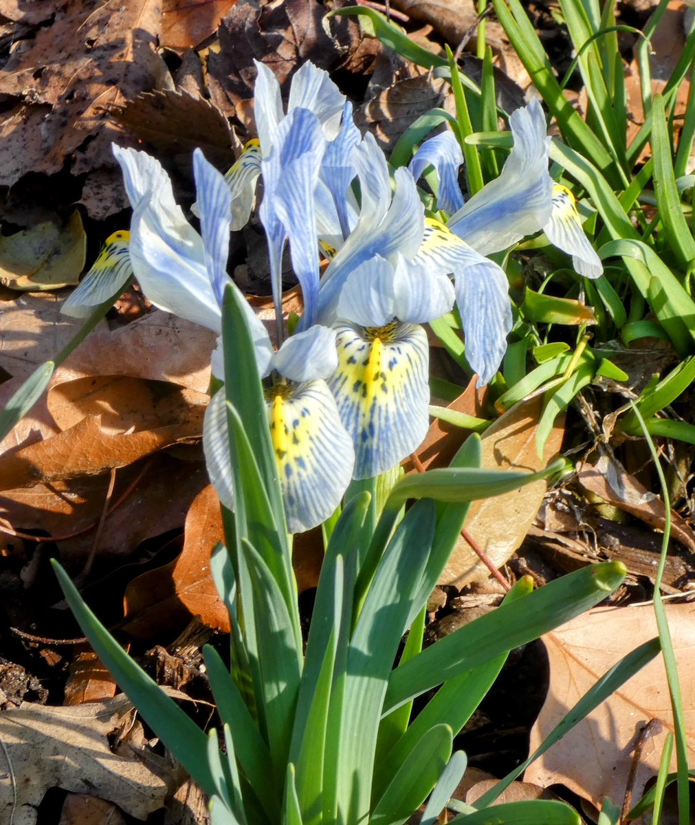 Ileen aka sixth year bird watcher tweet media