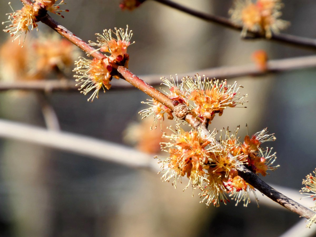 Ileen aka sixth year bird watcher tweet media