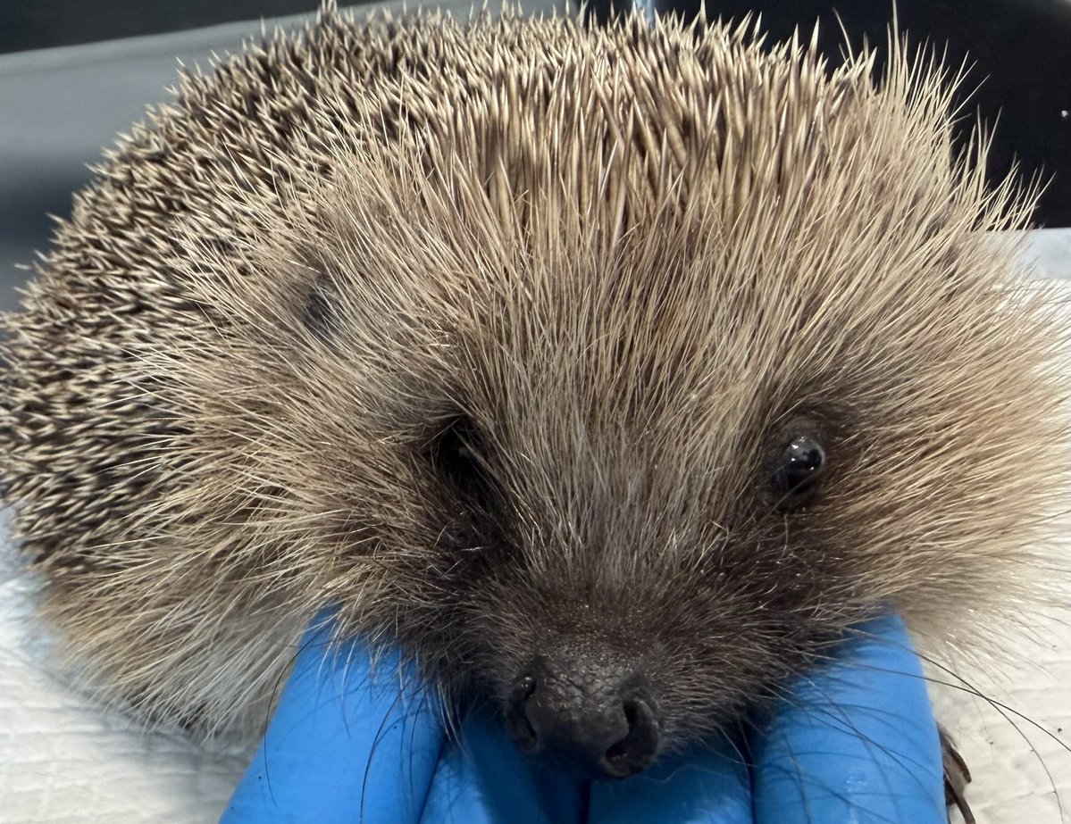 Prickle Lodge - Hedgehog Rescue tweet media