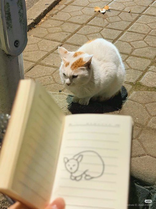 Tweets Of Cats tweet media