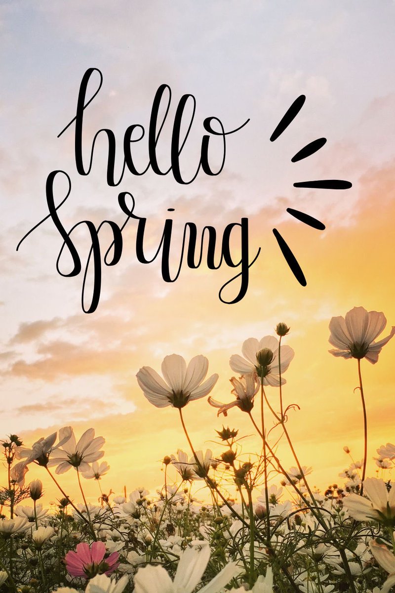 Sycamore Girl tweet media