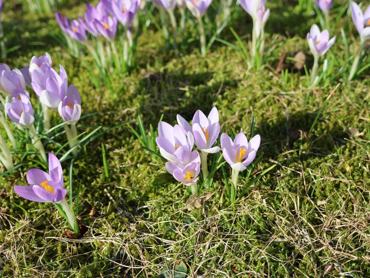TheGloriousLion's tweet photo. True Hyperboreans will relate to the joy of seeing Spring's first flowers.

Wishing everyone a high-thumos Spring Equinox! https://t.co/tbmpQMem1F