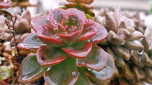 Nedaa kamal tweet media