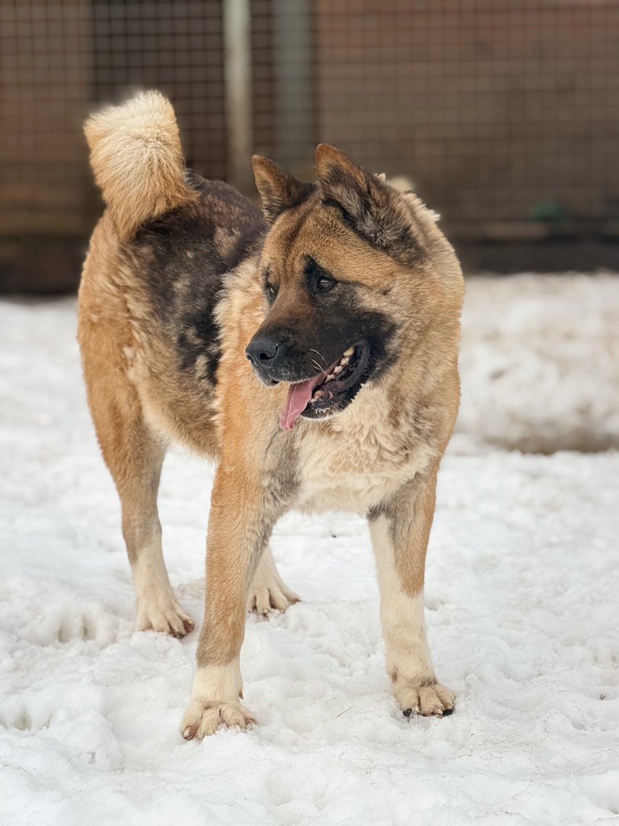 DzAB ''Ķepu-ķepā'' tweet media