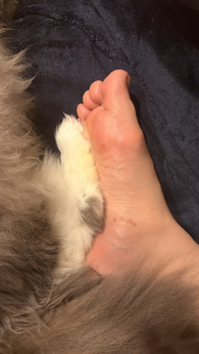 びしー on the Web💻💙💛 tweet media