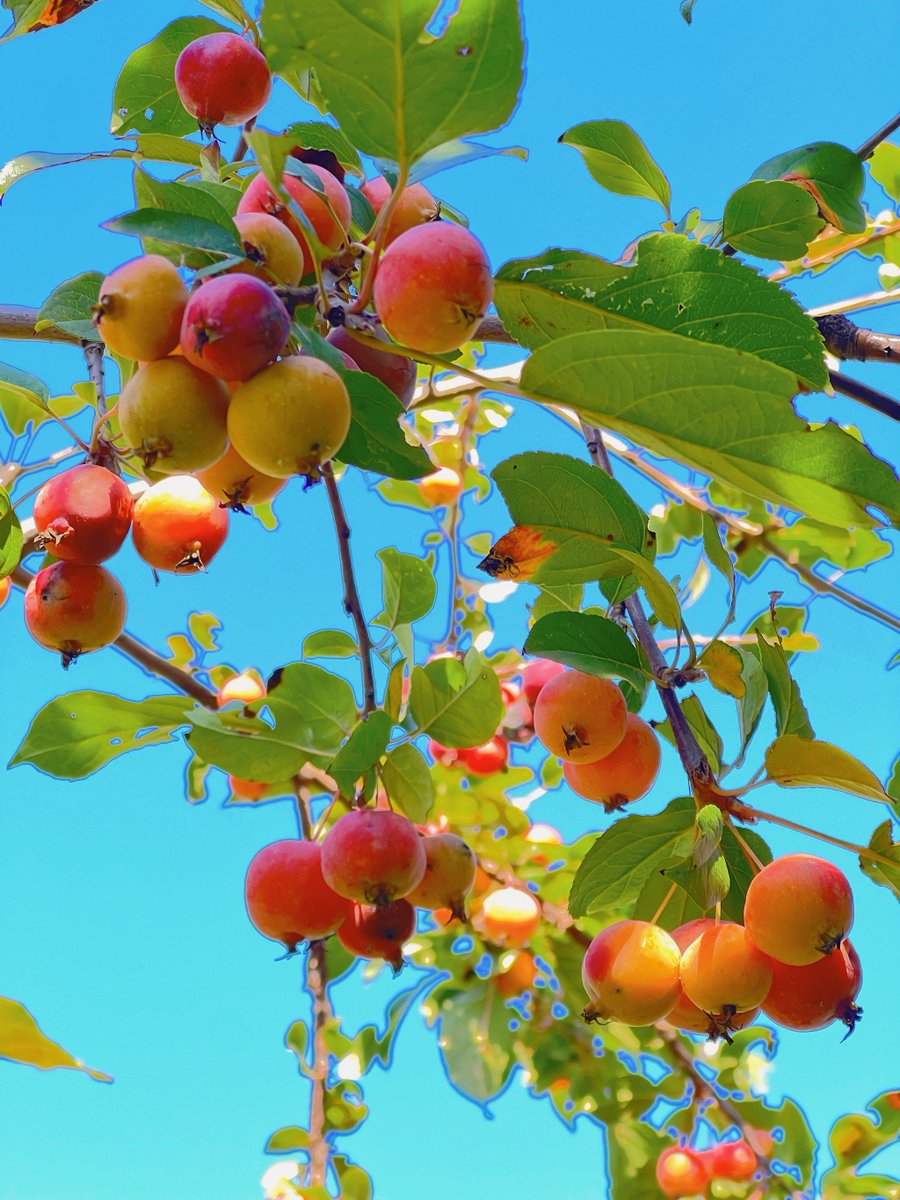 francesca a. tweet media