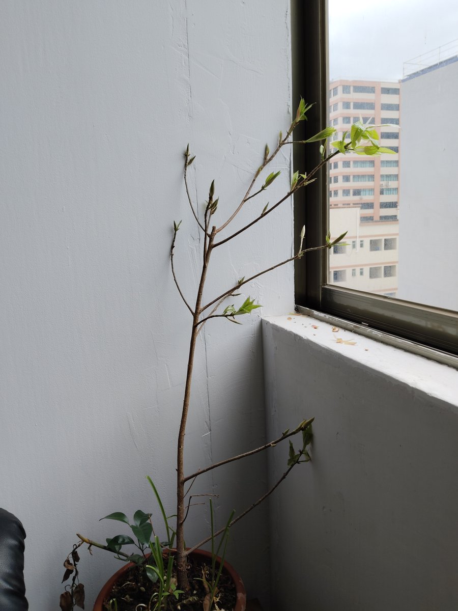 kenneth gabriel tweet media