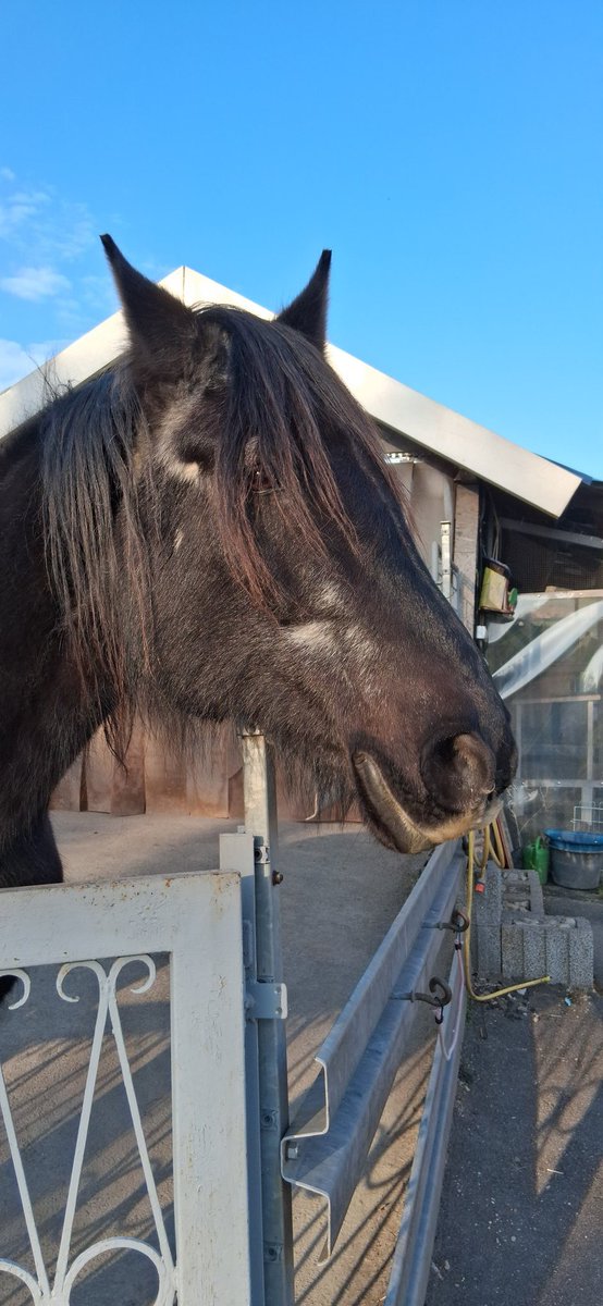 Fanox_Feuer's tweet photo. Mein altes Mädchen wird so langsam doch immer grauer

#pferdeliebe #pferd #pferdefotografie https://t.co/6Re9GBEPxh