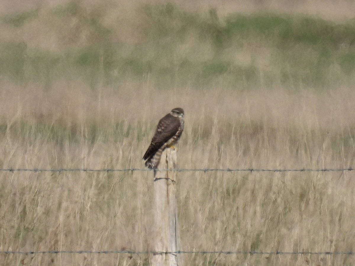 Frank Ryan tweet media