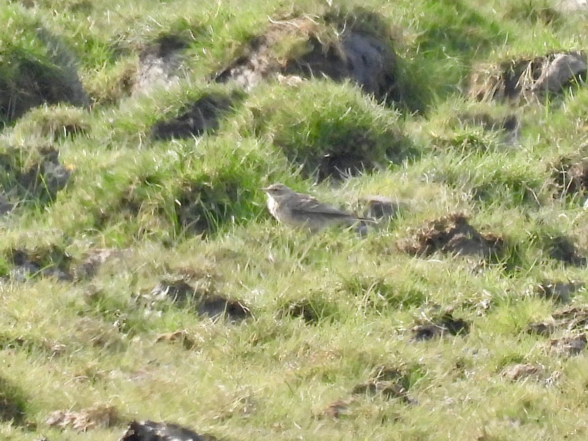 Frank Ryan tweet media