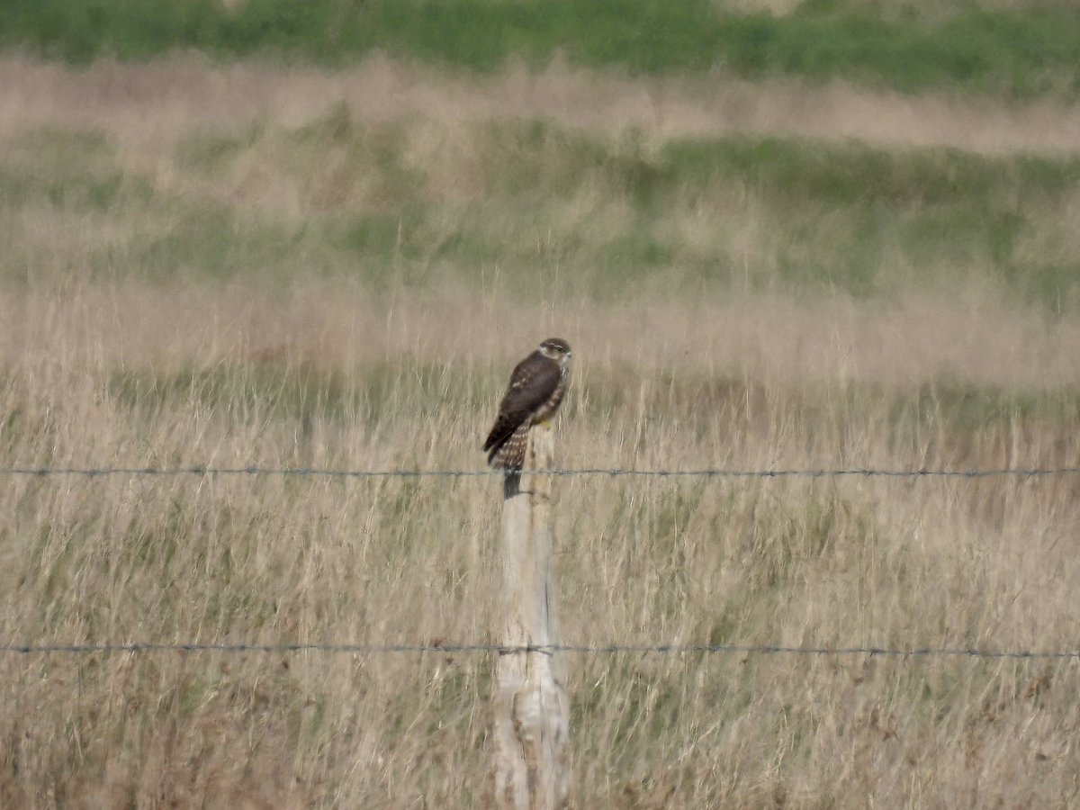 Frank Ryan tweet media