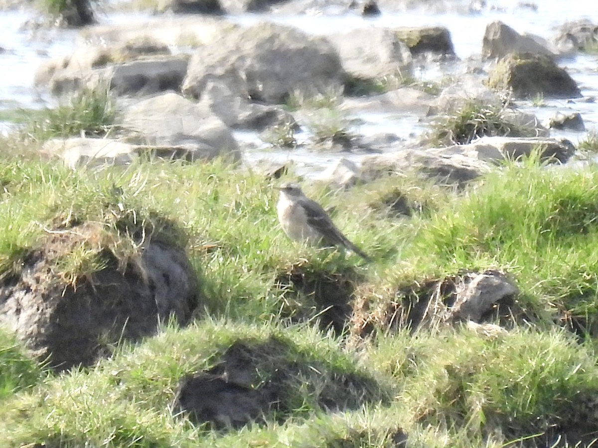 Frank Ryan tweet media