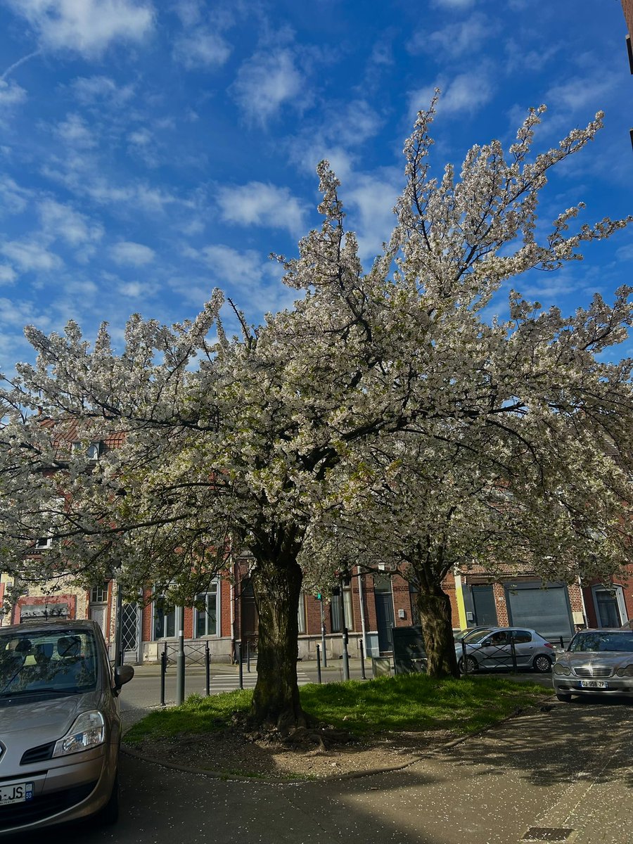 A🇩🇿 tweet media