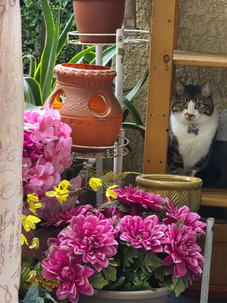 stuffie!🎈🐕 🔜 FWA tweet media