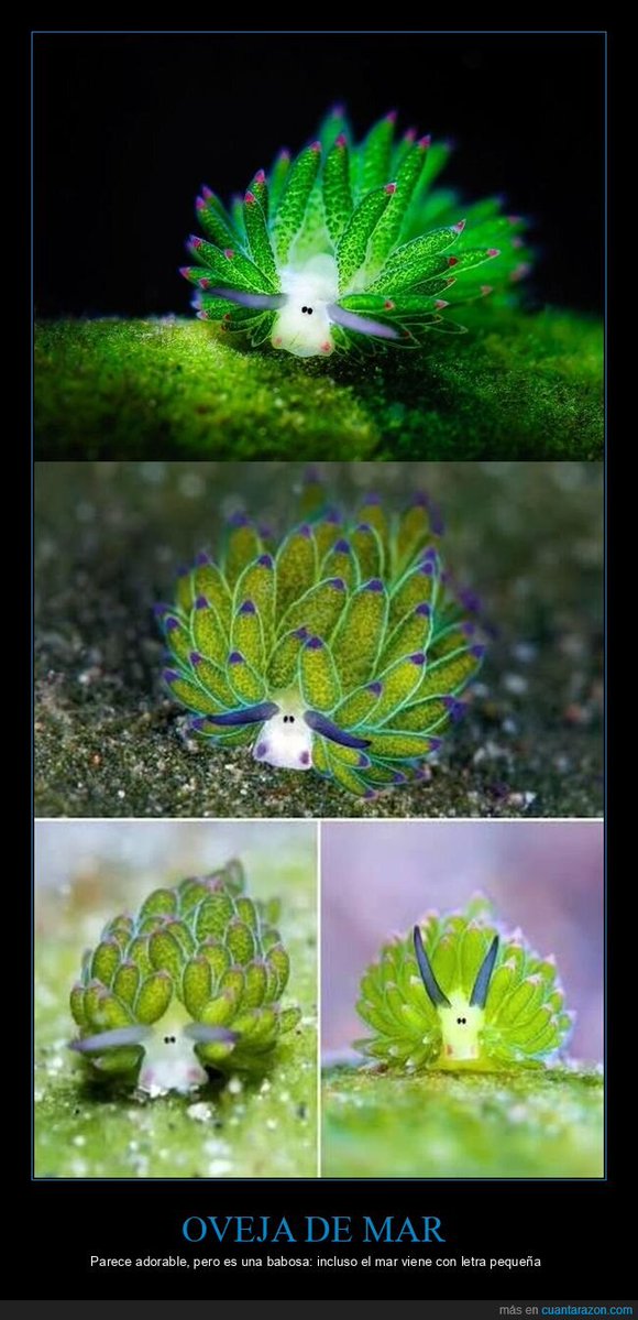 Cuánta Razón tweet media