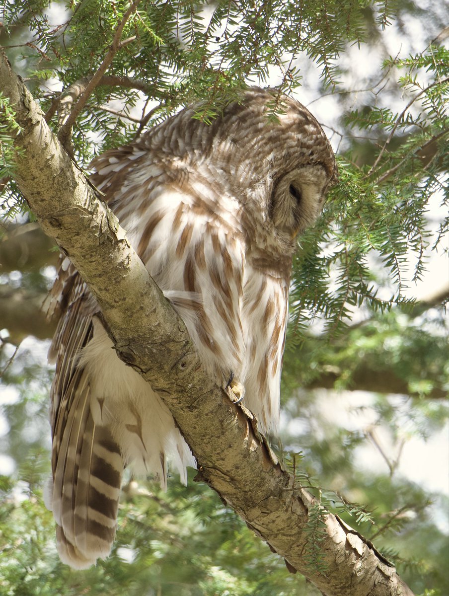 Roppity Photography 🦉 tweet media