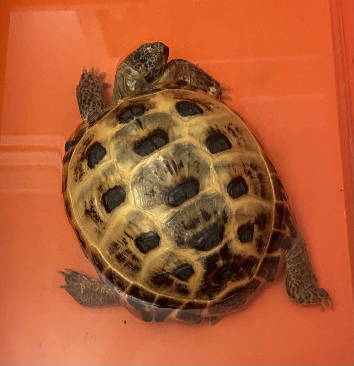 Gladys Beak 🐢 tweet media