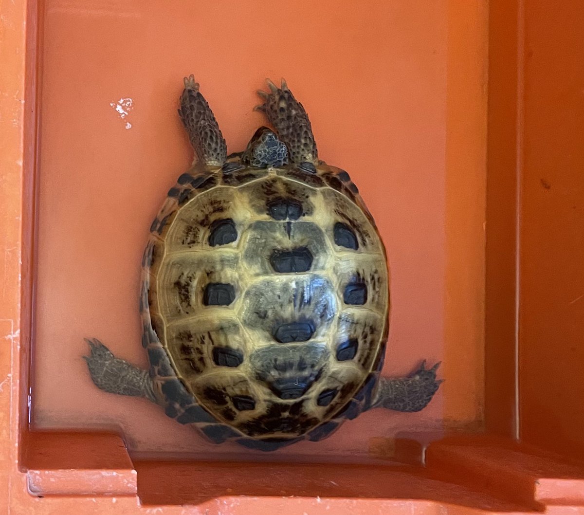 Gladys Beak 🐢 tweet media