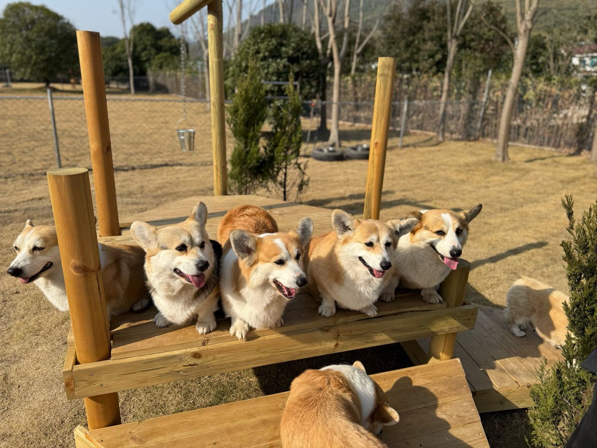 Grimeydog tweet media