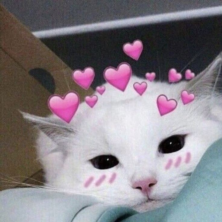 lenoomie 𓅨 tweet media