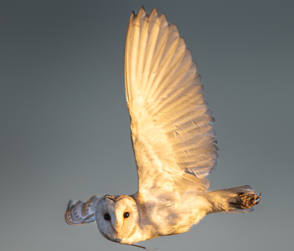 Stephen jones tweet media