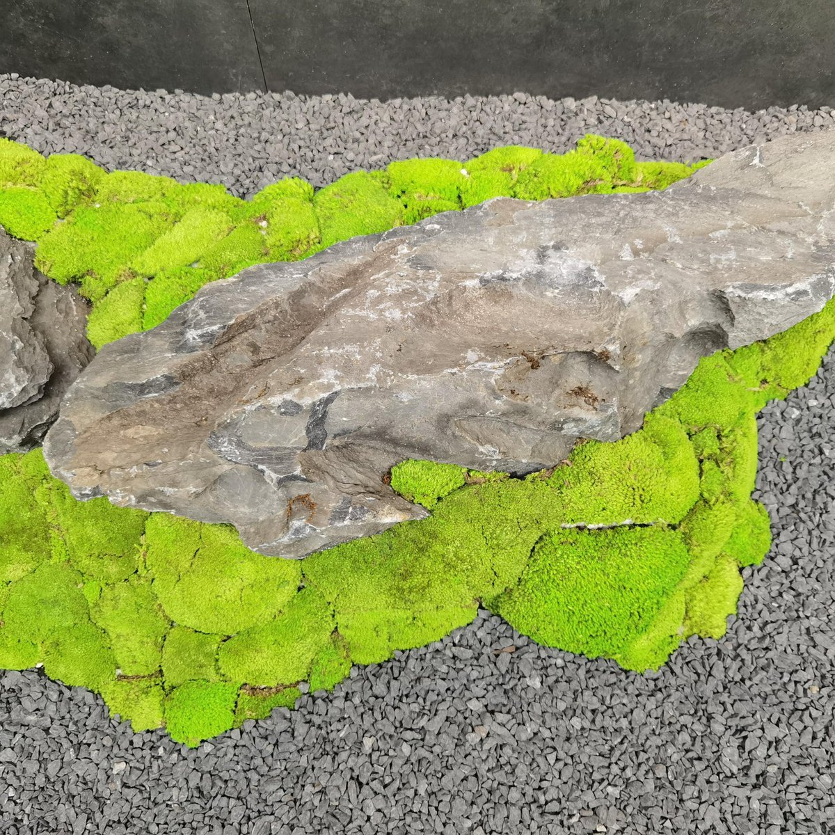 Michelle Disalvo tweet media