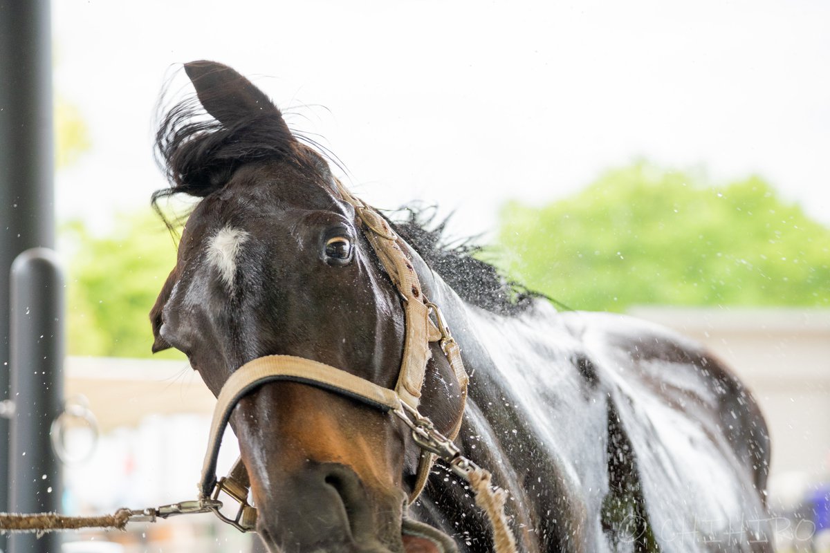 chihiro🐴 tweet media