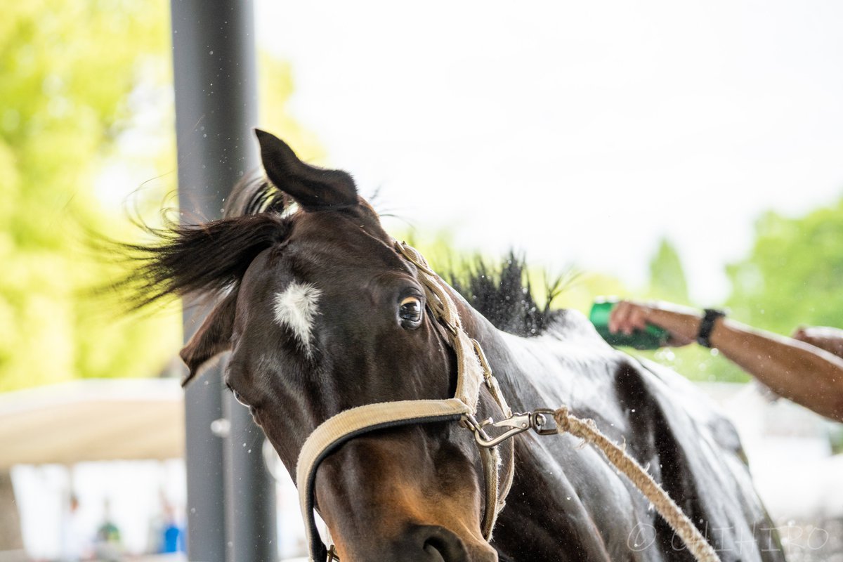 chihiro🐴 tweet media