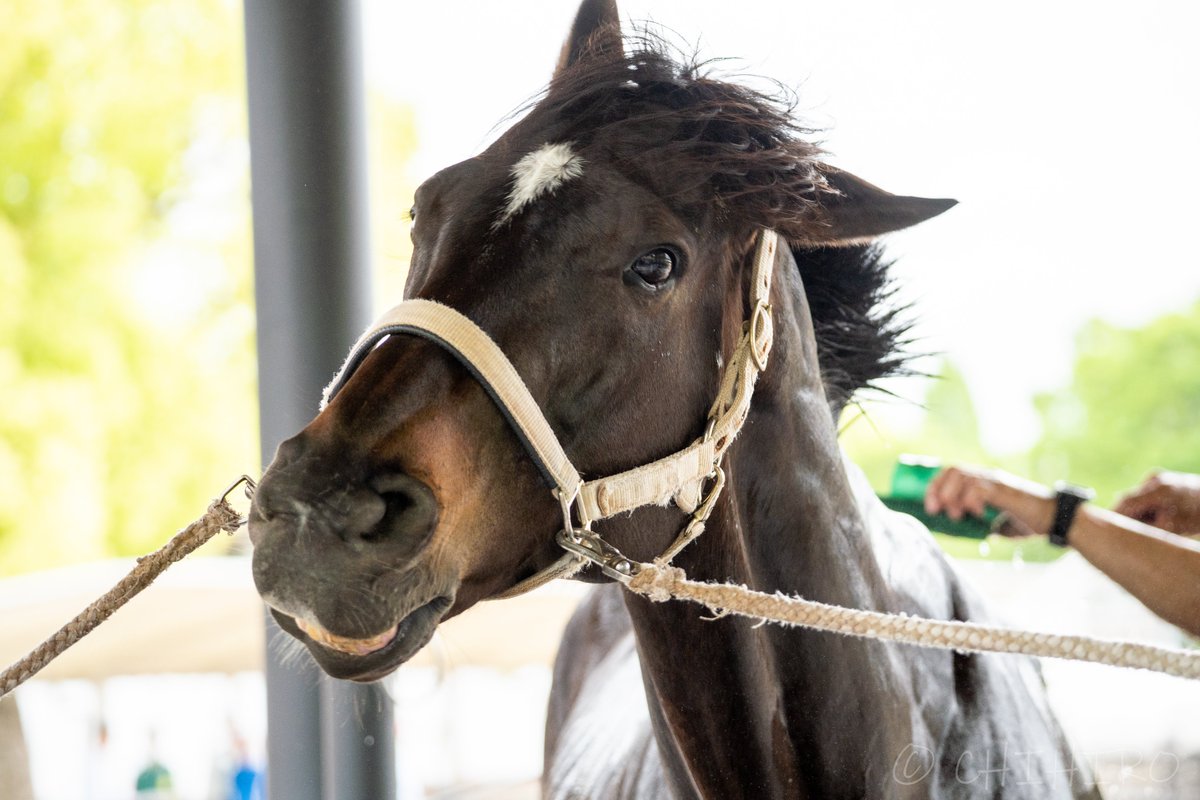 chihiro🐴 tweet media