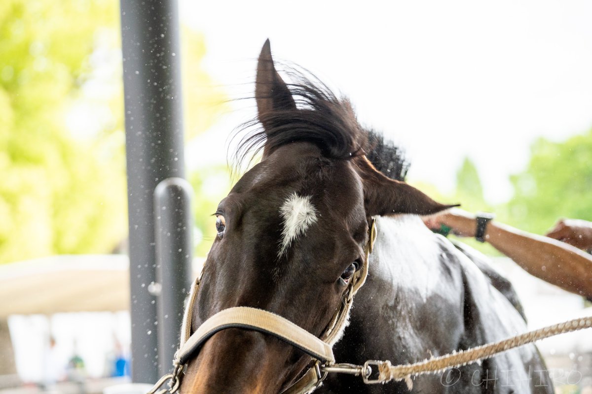 chihiro🐴 tweet media