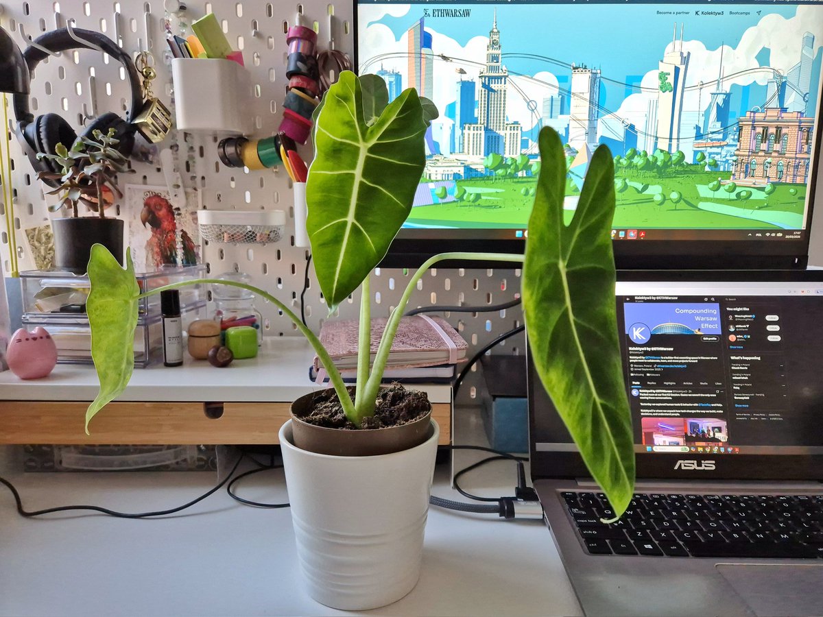 Monika Zając 🦇🔊 tweet media