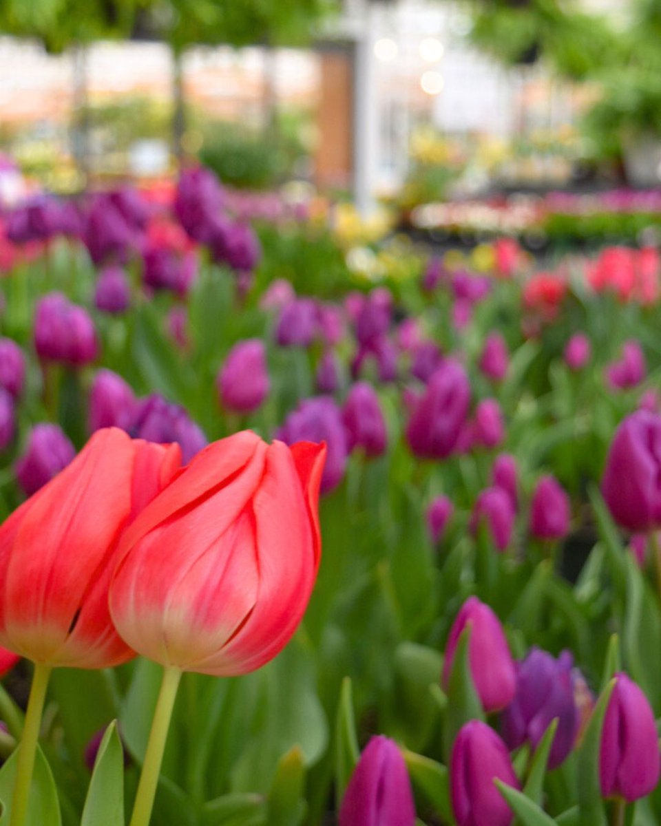 Hicks Nurseries tweet media