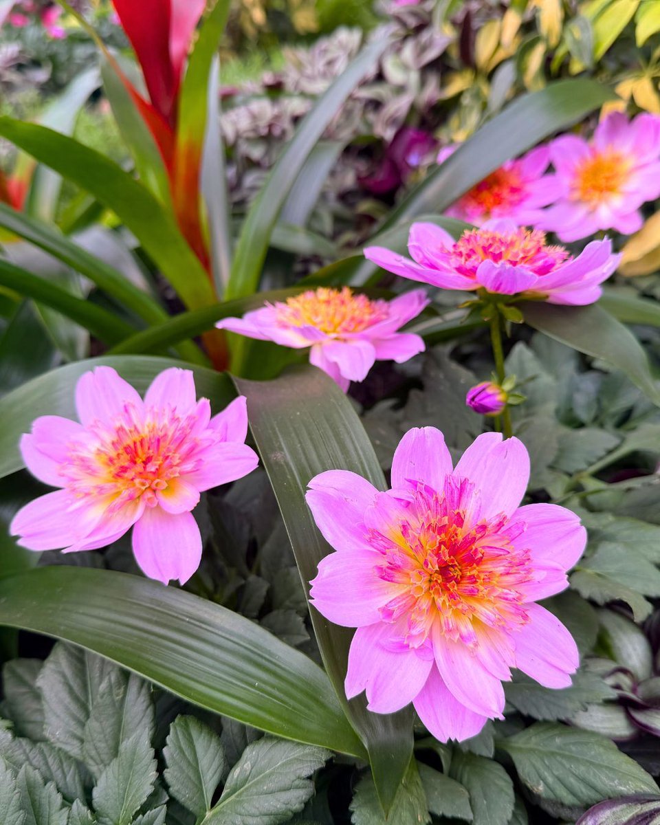 Hicks Nurseries tweet media