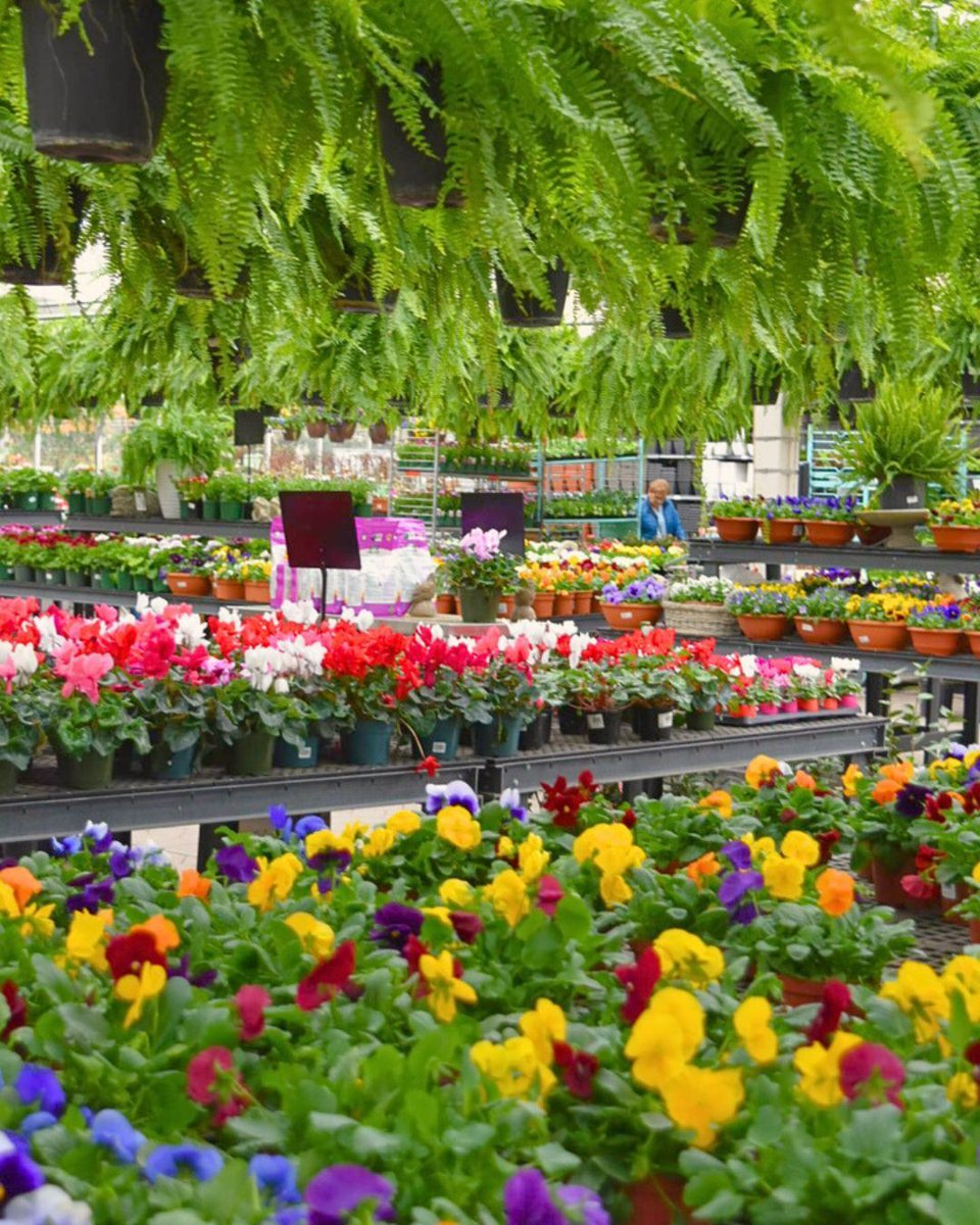 Hicks Nurseries tweet media