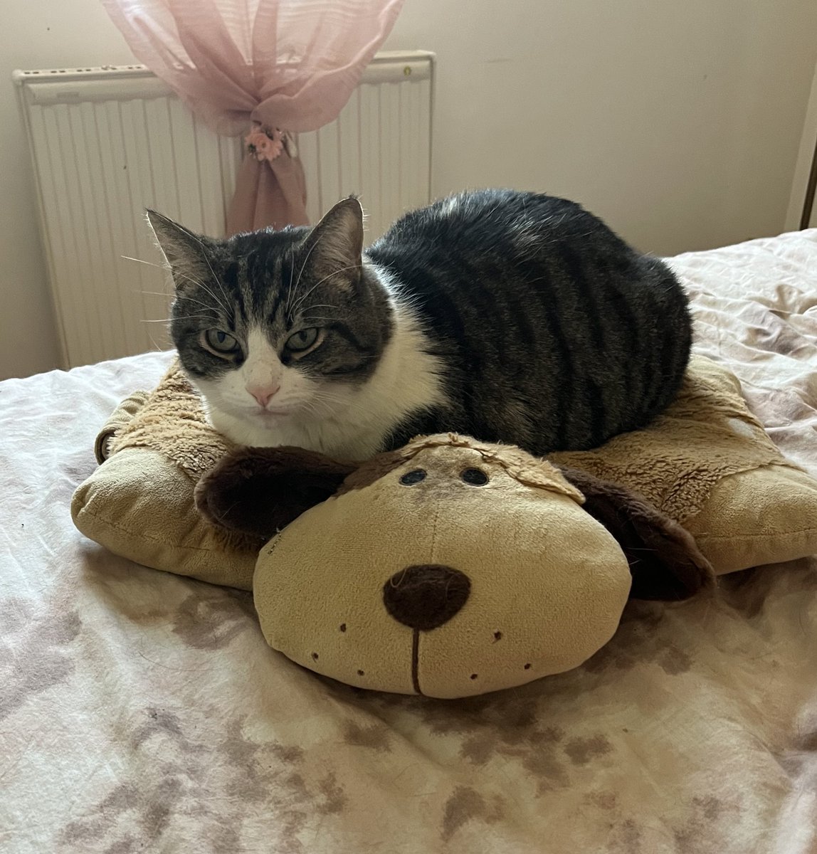 ixtab⋆ﾟ tweet media