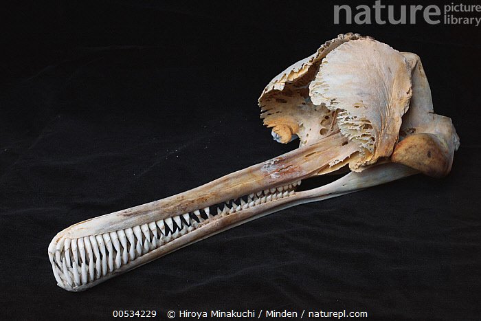 Paleo Curiosities tweet media