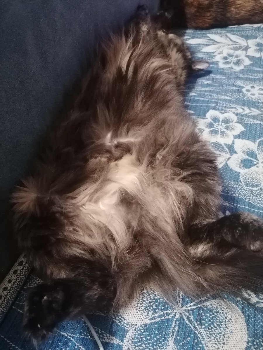 Елена tweet media