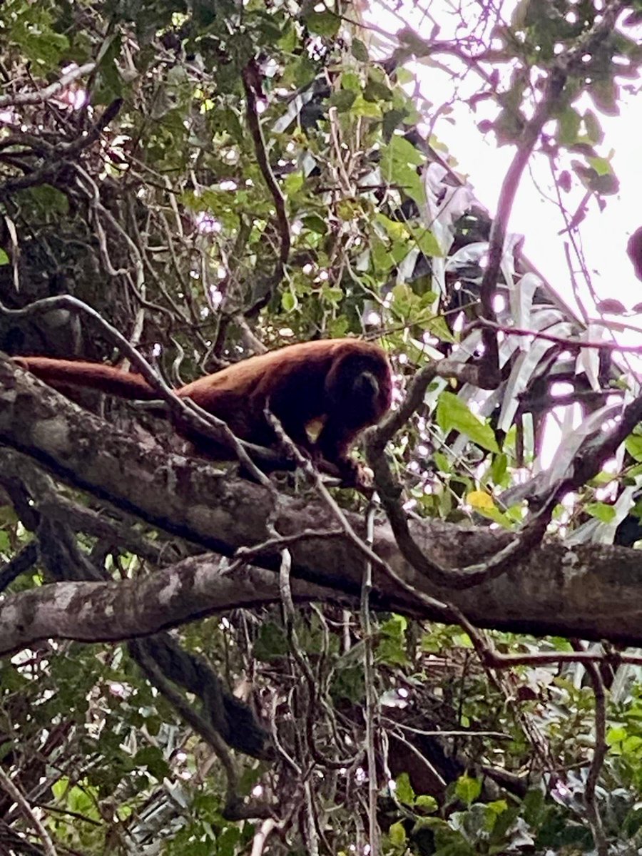 Alemania en Colombia tweet media