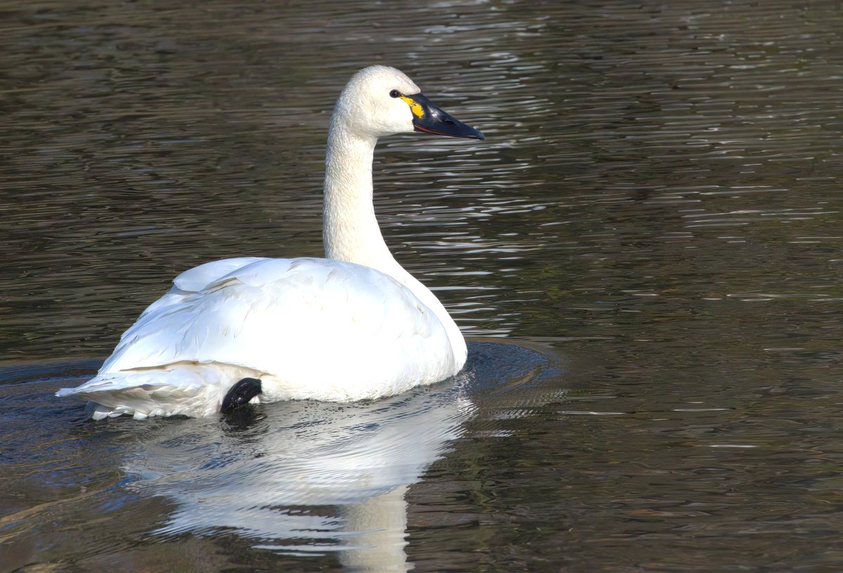 Maureen Seaberg tweet media