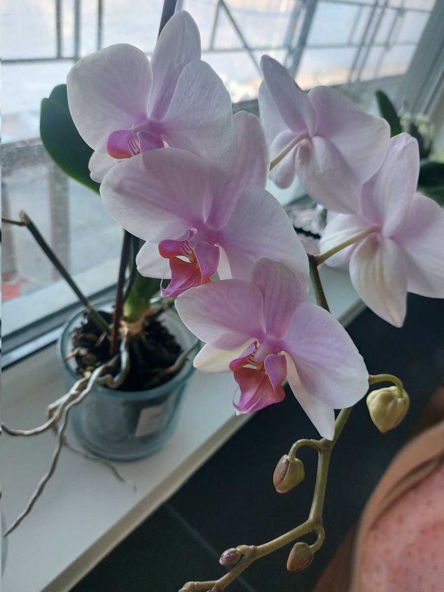 Marijkeblond's tweet photo. 28 dec overleed een zeer goede vriendin. Ik erfde haar 4 orchideeën, op mijn verzoek. 1 heb ik inmiddels in bloei. Blijk ik dit ook nog leuk te vinden. Doden orchideeën opknappen, wat een hobby. #orchideeën #denhaag niet weg gooien hoor. Ik wil ze wel. #optiflor https://t.co/B07aSqiHgn