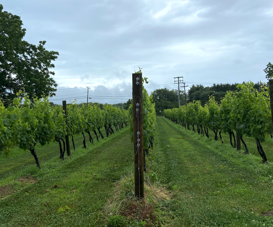 L.I. FED of Labor tweet media