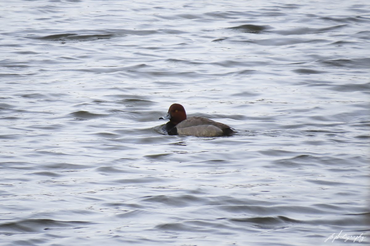 JB's Native Garden🦋 tweet media