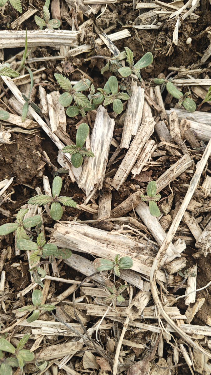 Steve Groff tweet media